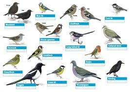 garden birds of britain